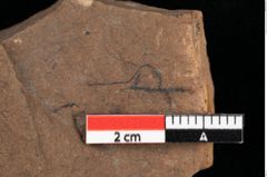 Foto (Detailansicht) von Jungermannia goepperti Ettingshausen (NHMW-GEO-2024-0188-0105)